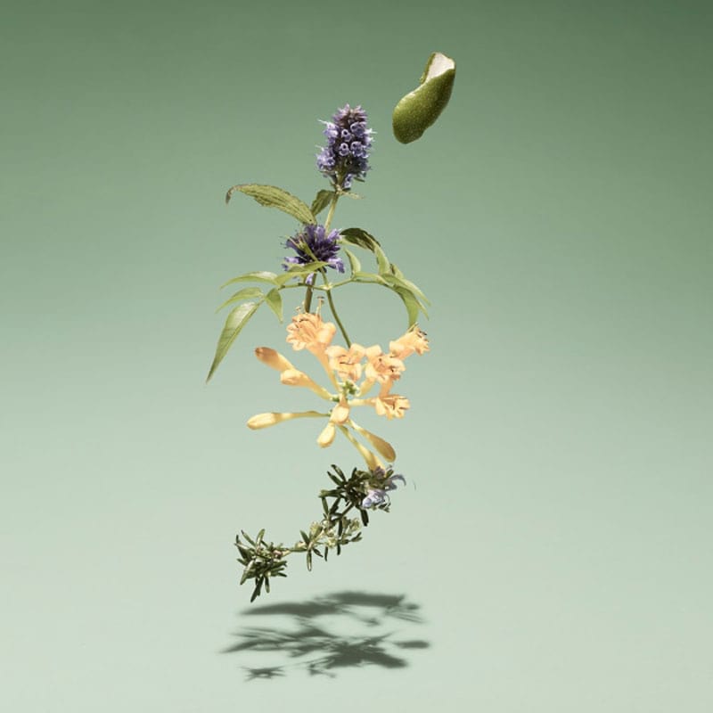 Wild Meadow Eau De Parfum