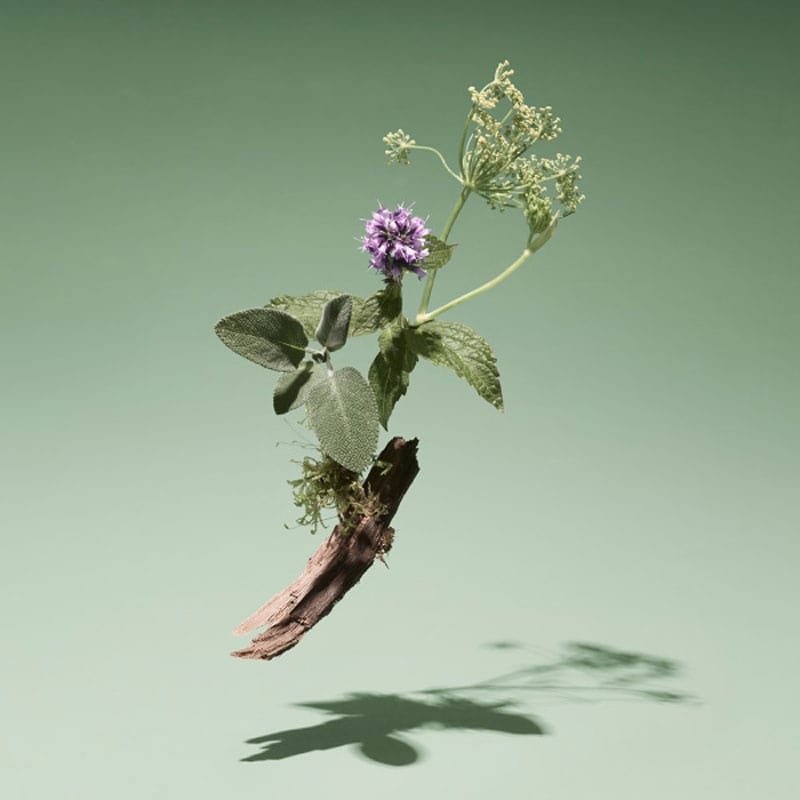 Woodland Moss Eau de Parfum